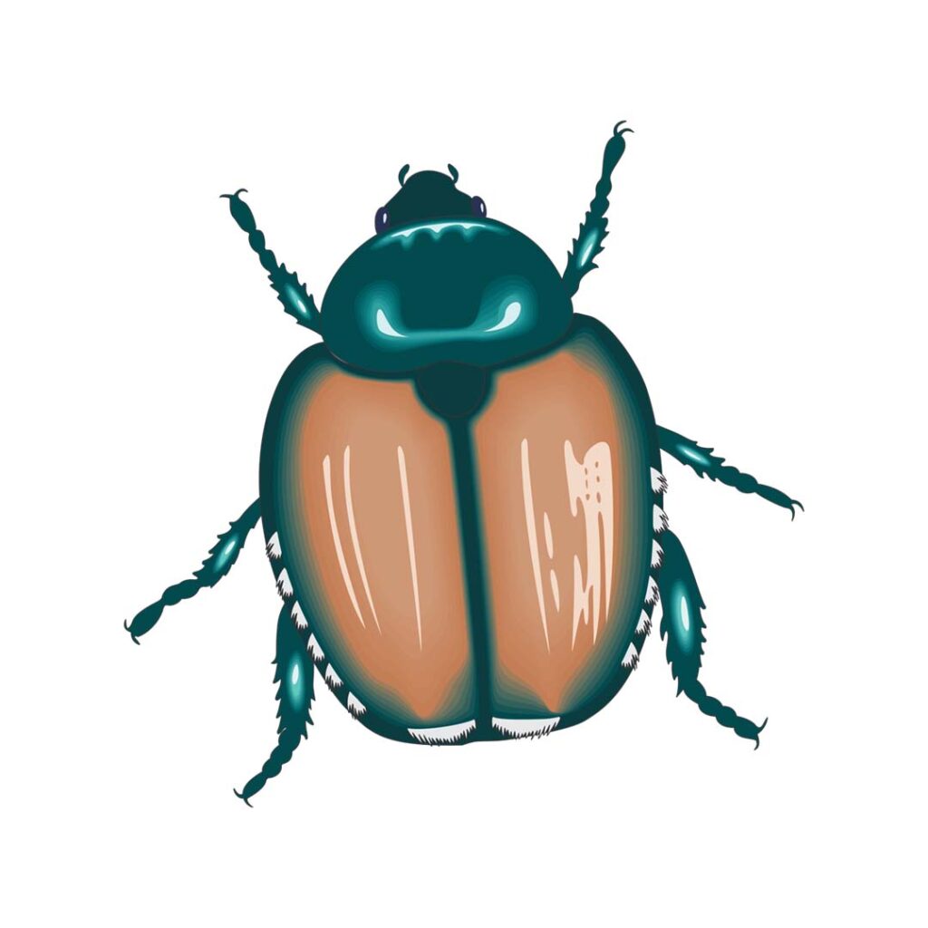 Free insect PNG image with a transparent background.