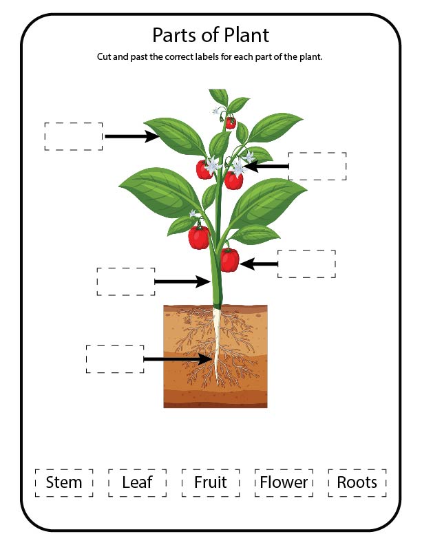 Free science activity sheet for kids